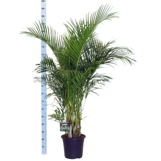 Areca Goudpalm - afbeelding 3