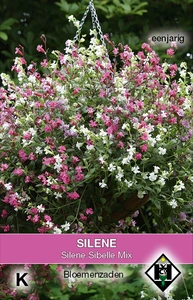 Avondskoekoeksbloem 'Silene Sibelle'