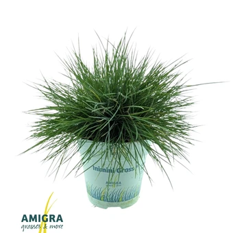 Blauwgras 'Compacta Blue'® - P10,5cm