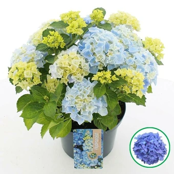 Boerenhortensia - Blauw - P23cm