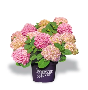 Boerenhortensia Forever&Ever® - Roze - P23cm