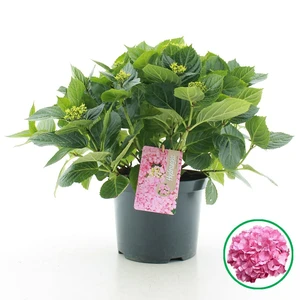 Boerenhortensia - Roze - P23cm