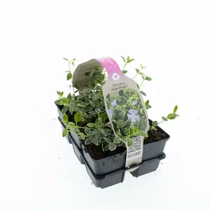 Bontbladige Kleine Maagdenpalm