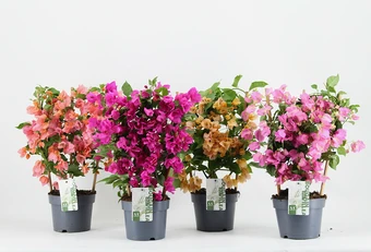Bougainvillea - Rek - P17cm