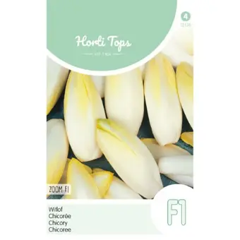 Brussels Witlof 'Zoom F1'