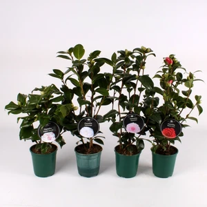 Camelia - Japanse Roos - Mix