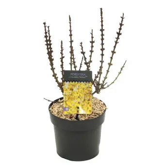 Chinees klokje 'Nimbus' - P17cm