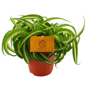 Chlorophytum Bonnie