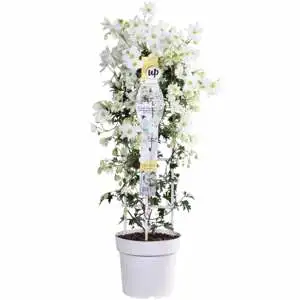 Clematis - afbeelding 2