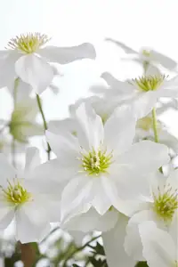 Clematis - afbeelding 3