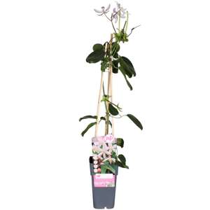 Clematis Armandii Apple Blossom Bladhoudend P15