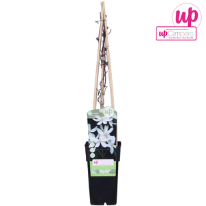 Clematis Montana Grandiflora P15