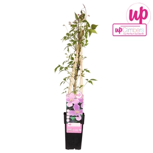 Clematis Montana Var. Rubens P15