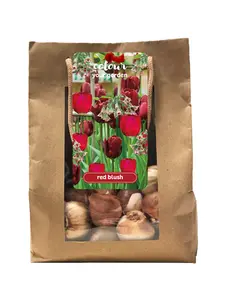 Colour Your Garden 'Red Blush'