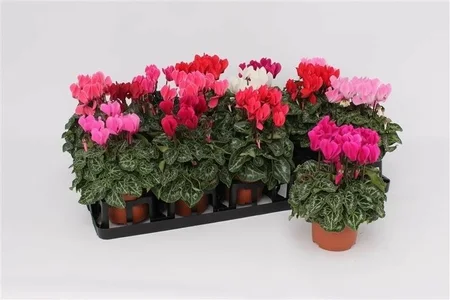 Cyclaam - afbeelding 2