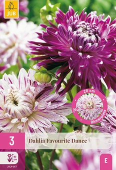 Dahlia 'Favourite Dance'