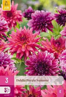 Dahlia 'Purple Summer'