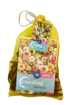 Dahlia Zaad 'Mignon' - Mix