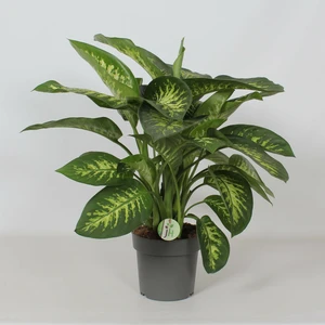 Dieffenbachia 'Reeva'