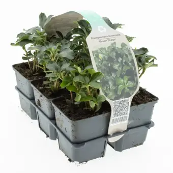 Dikkemanskruid - Schaduwkruid