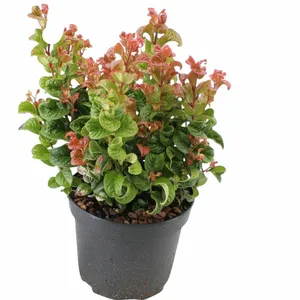 Druifheide 'Curly Red'