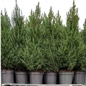 Dwergspar/Canadese Spar - H110/120