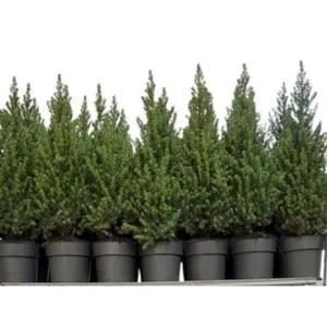 Dwergspar/Canadese Spar - H80cm