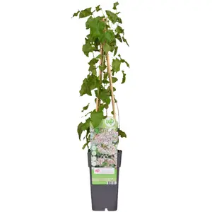 Fallopia Baldschuanica P15