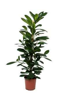 Ficus cyathistipula - P21cm