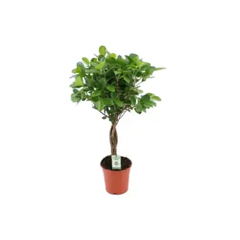 Ficus Moclame Stam - P17cm