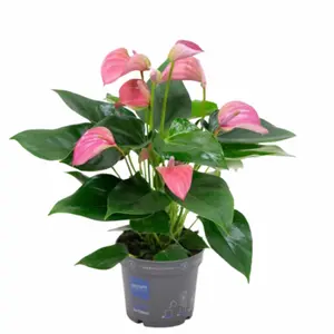 Flamingoplant 'Joli Pink' - P17cm
