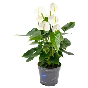 Flamingoplant 'Karma White Compact' - P17cm