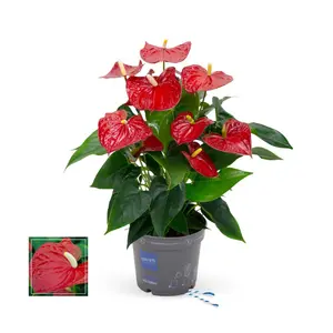 Flamingoplant 'Picanta Red - P17cm