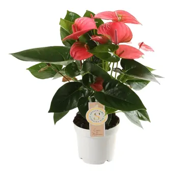 Flamingoplant 'Pink Champion' - P12cm