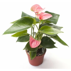 Flamingoplant 'Sweet Dream' - P12cm