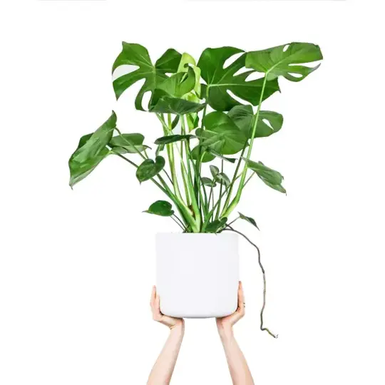 Gatenplant - P21cm - afbeelding 3