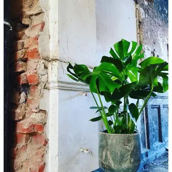 Gatenplant - P21cm - afbeelding 4