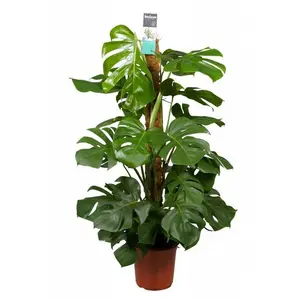 Gatenplant Pertusum Mosstok - afbeelding 2