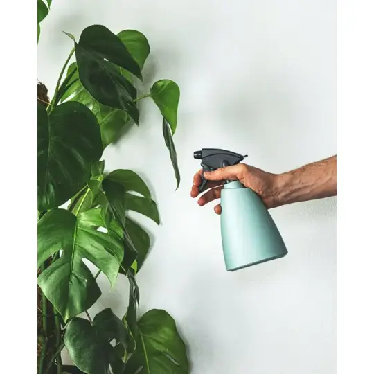 Gatenplant Pertusum Mosstok - P24cm - afbeelding 2