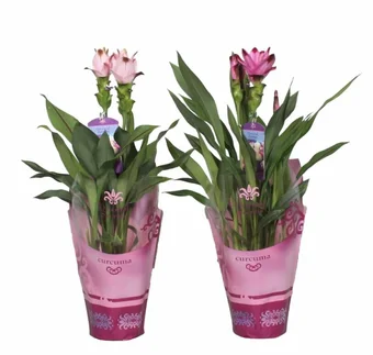 Geelwortel - Siamese Tulp