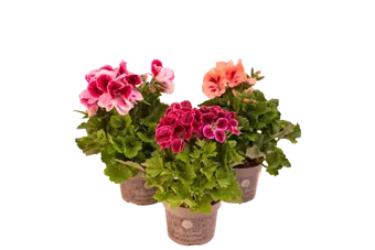Geranium - Frans - P12cm