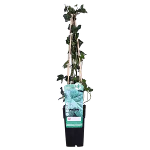 Hedera Hibernica P15