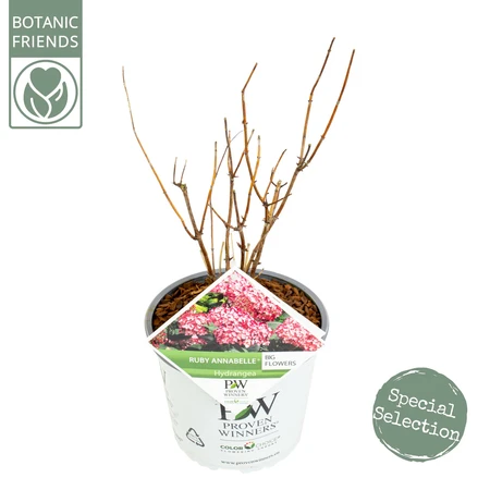 Hortensia - afbeelding 2