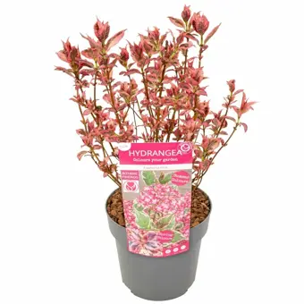 Hortensia 'Pink' - P15cm