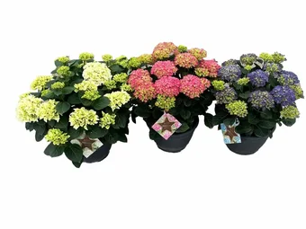 Hortensia - Rood-Wit-Blauw