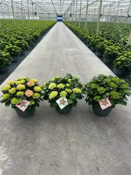 Hortensia - Rood/Wit/Blauw