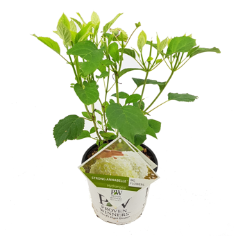 Hortensia 'Strong Annabelle'