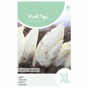 HT Brusselse Witlof 'Mechelse' - Middelvroeg