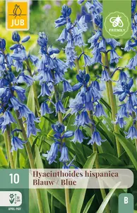 Hyacint 'Hispanica' Blauw