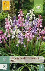 Hyacint 'Hispanica' Mix